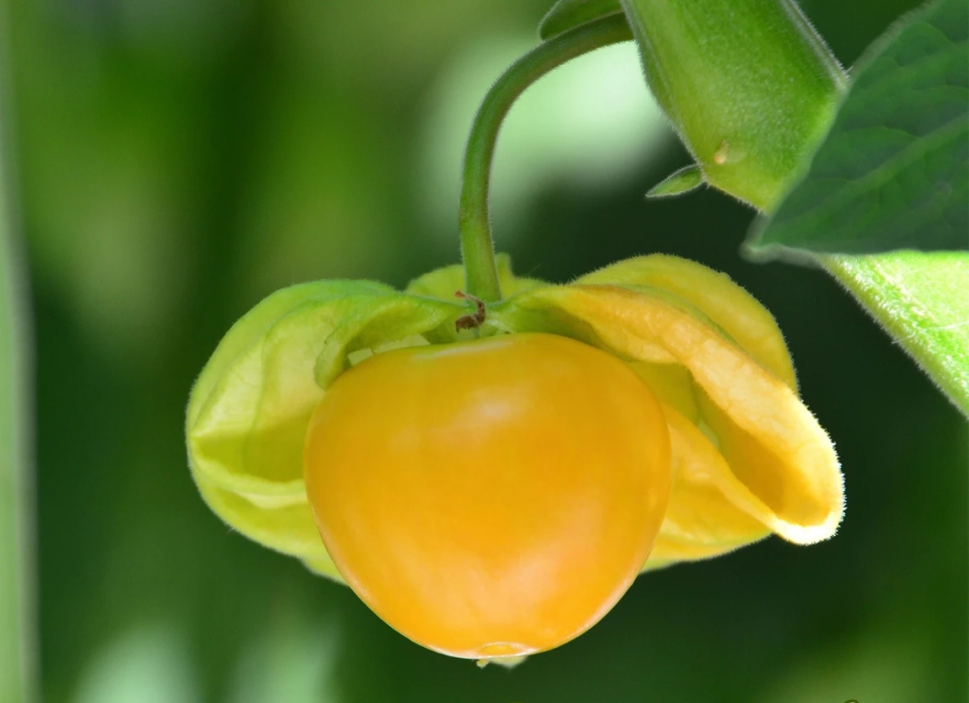 เคปกูสเบอร์รี่ ผลไม้อ้วนกลมอุดมด้วยคุณประโยชน์