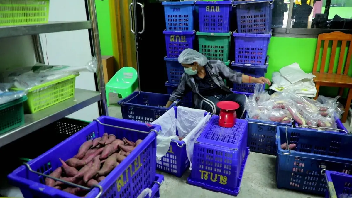 สหกรณ์การเกษตรแม่ทาฯ หนุนตลาดเกษตรอินทรีย์ รายได้งาม ปลอดภัยต่อผู้บริโภค