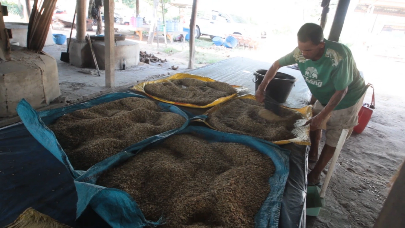 ข้าวเม่าเงินล้าน จากภูมิปัญญาชาวบ้านสู่ธุรกิจสร้างรายได้