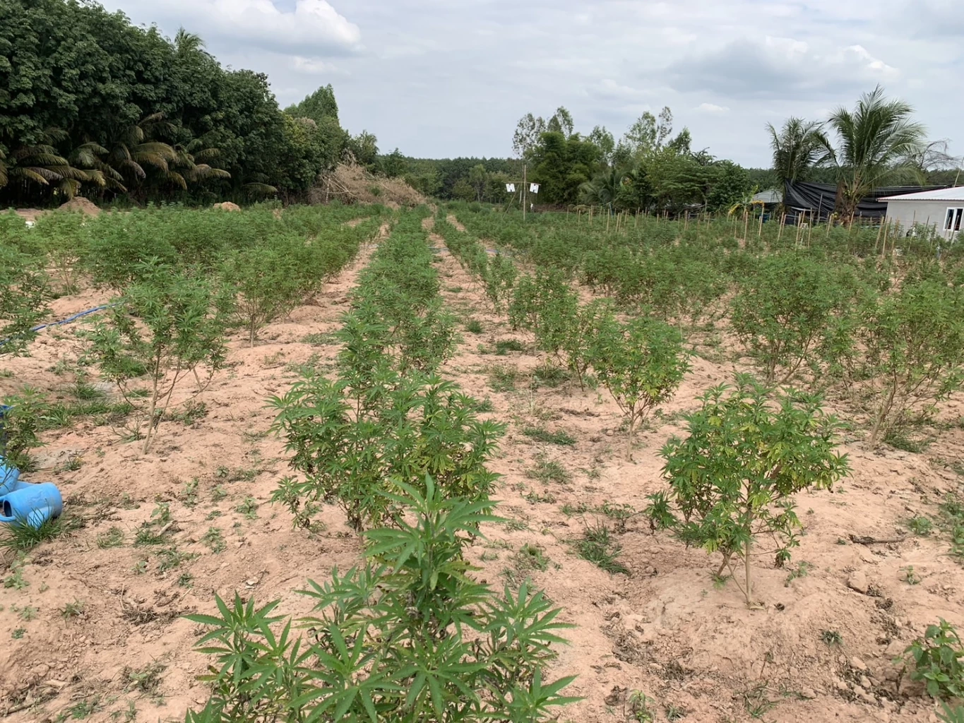 หวั่นคดีไม่คืบ แจ้งเอาผิดเจ้าของไร่กัญชาอุ้มไปซ้อม เหตุทำต้นกัญชาเสียหาย 10 ล้าน