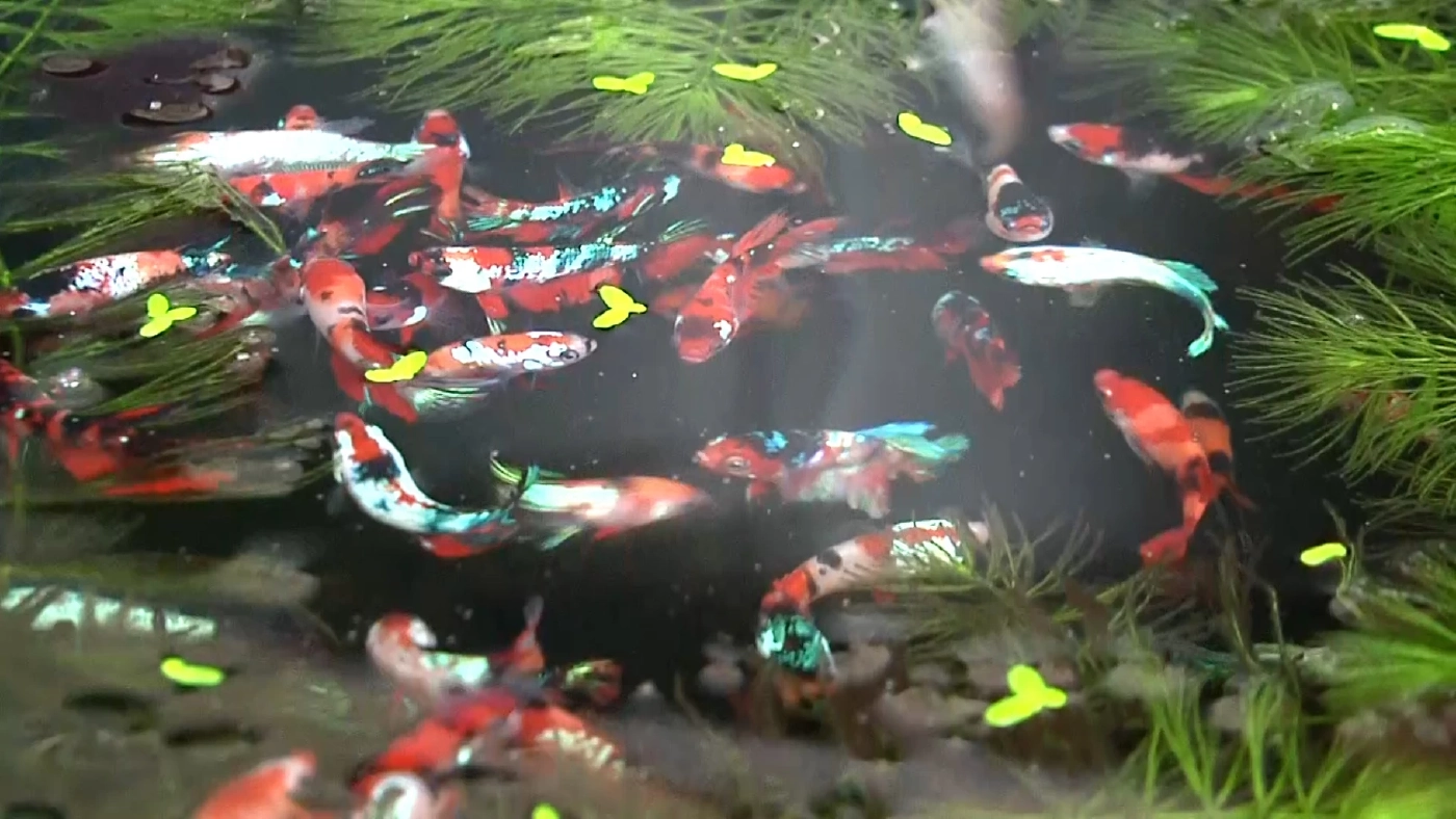 ไม่เลือกงานไม่ยากจน หนุ่มโคราชอดีตช่างลายไทยผันตัวเลี้ยง “ปลากัด” ขาย