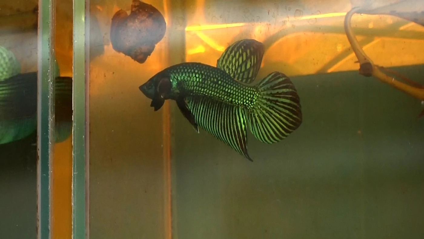 ไม่เลือกงานไม่ยากจน หนุ่มโคราชอดีตช่างลายไทยผันตัวเลี้ยง “ปลากัด” ขาย