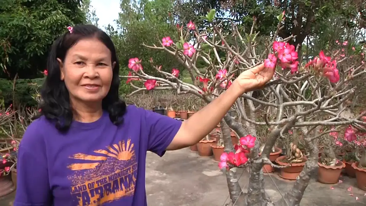 อาชีพวัยเกษียณ อดีตครูเพาะ “ชวนชม” ขายสร้างรายได้