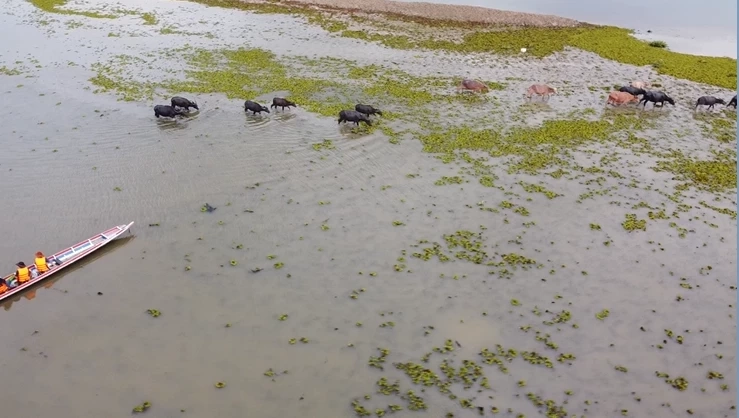 เฮ FAO ประกาศให้ควายปลักทะเลน้อยพัทลุง เป็นพื้นที่มรดกโลกทางการเกษตร