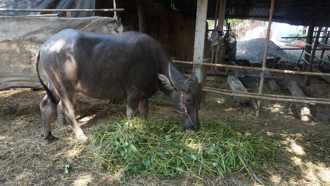 "น้องสาวเหยื่อกราดยิง" ประกาศขายควาย 5 ตัว เหตุไร้คนดูแล