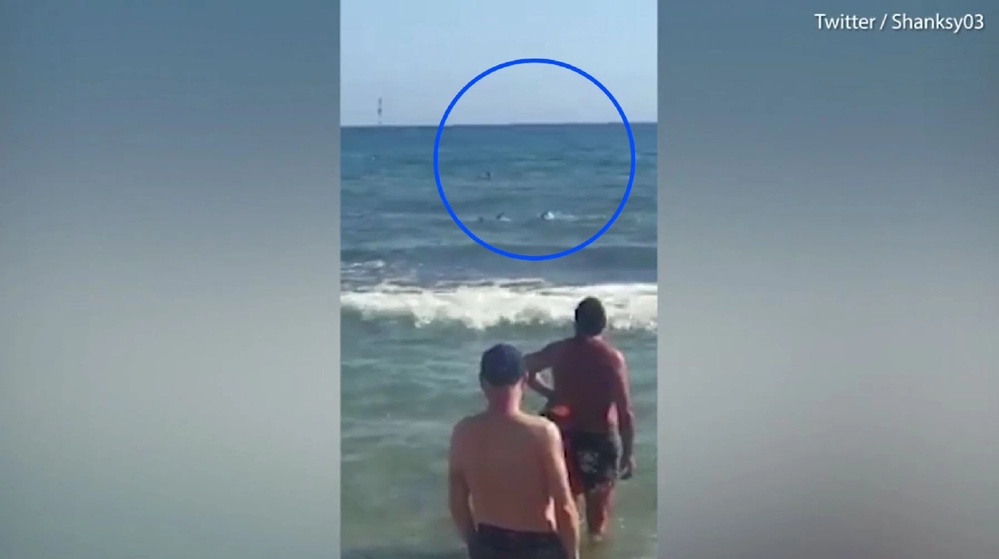 ระทึก! ฉลามโผล่ใกล้นักท่องเที่ยวที่ชายหาดดูไบ (คลิป)