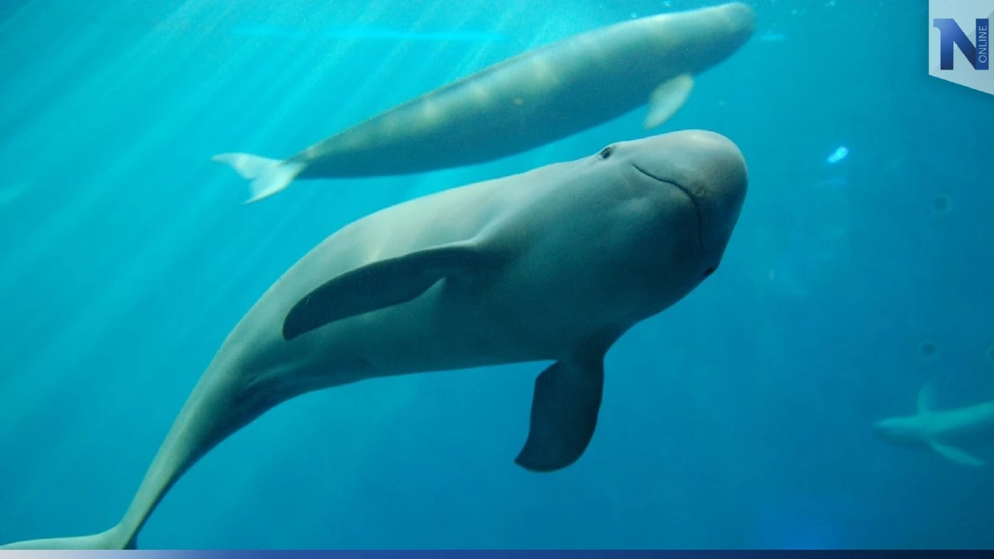 แฟ้มภาพ ** เพื่อประกอบความเข้าใจ **