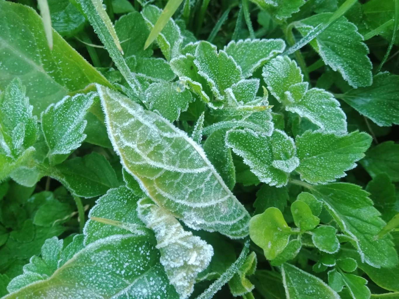 นักท่องเที่ยวแห่ขึ้นดอย ชมแสงแรกวันใหม่ เหมยขาบ ทะเลหมอก (คลิป)