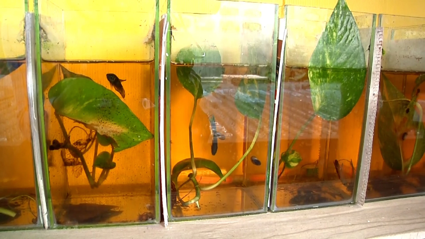 ไม่เลือกงานไม่ยากจน หนุ่มโคราชอดีตช่างลายไทยผันตัวเลี้ยง “ปลากัด” ขาย