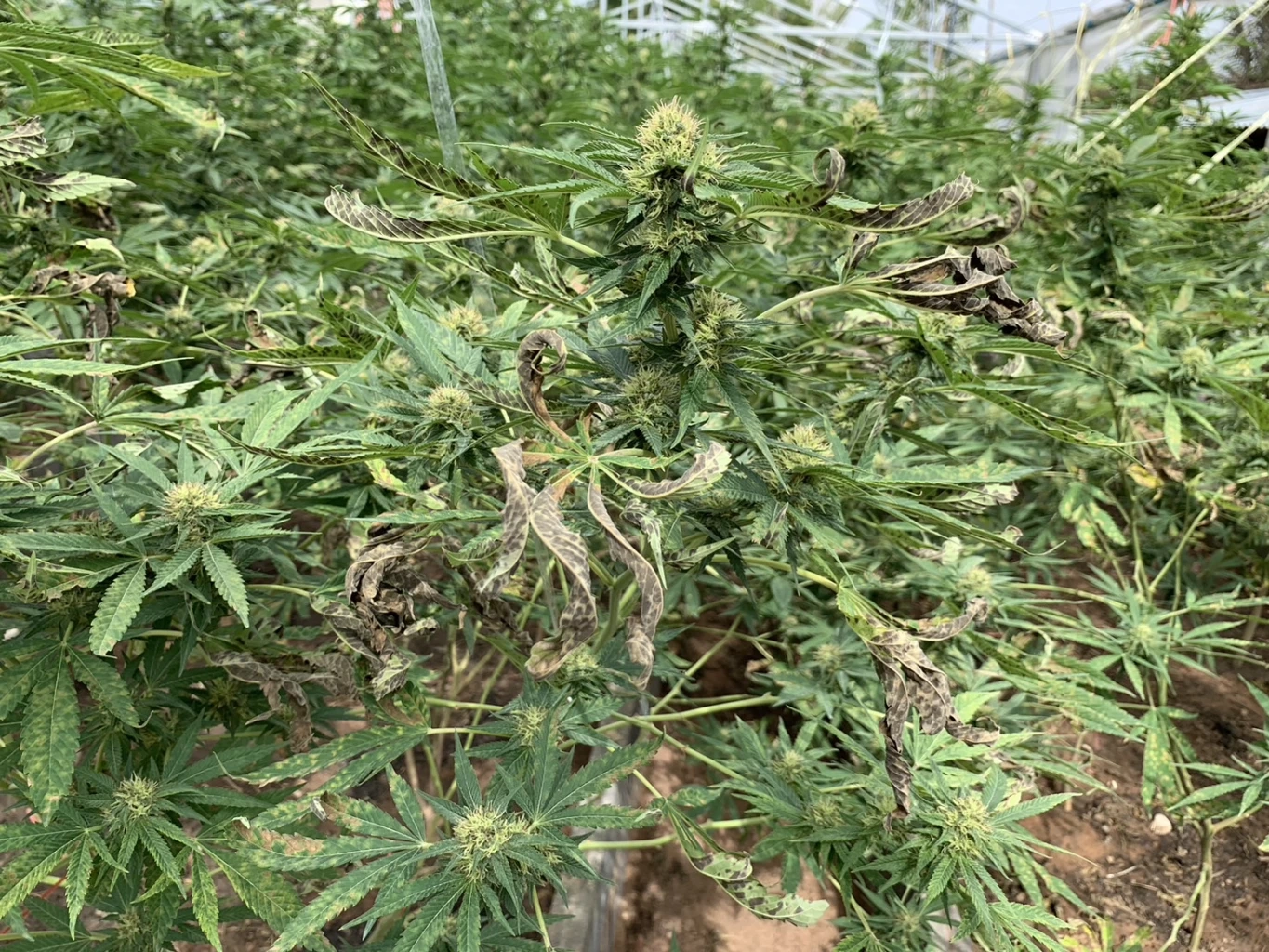 หวั่นคดีไม่คืบ แจ้งเอาผิดเจ้าของไร่กัญชาอุ้มไปซ้อม เหตุทำต้นกัญชาเสียหาย 10 ล้าน