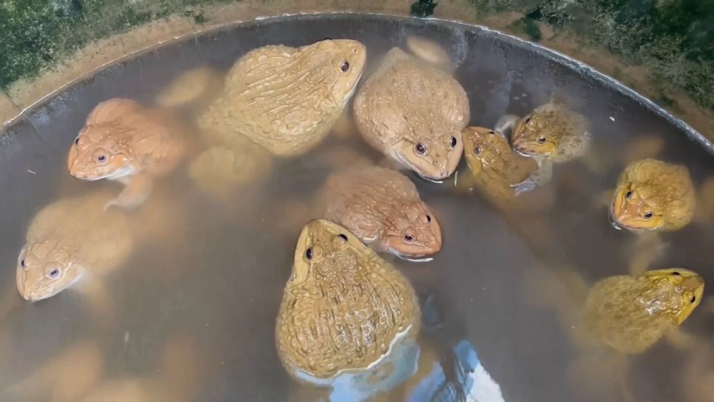 ชายวัย 64 ผันตัวเลี้ยง “กบนา” ขายสร้างรายได้หลักหมื่นต่อเดือน