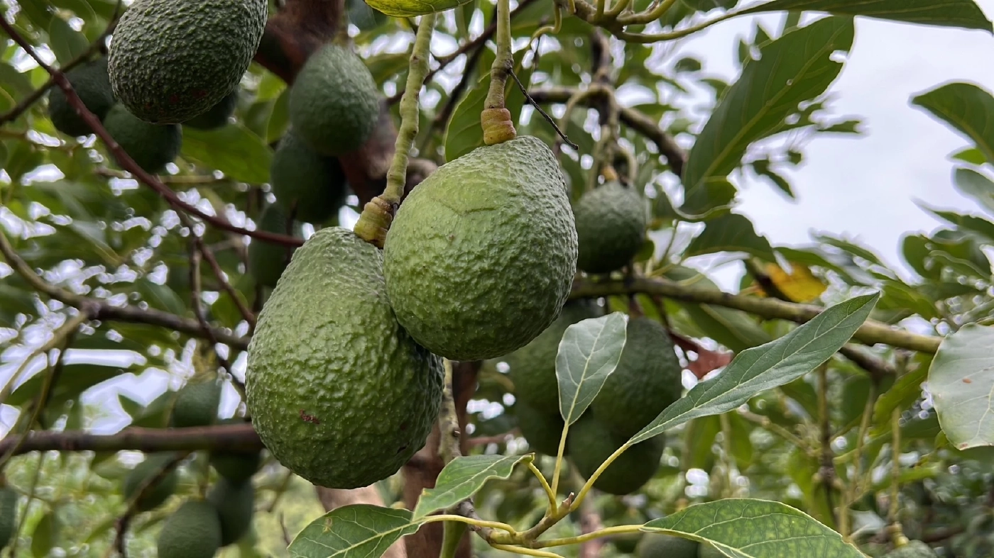ปักหมุดรับลมหนาว ณ "ดอยม่อนเงาะ" สัมผัสวิถีชาวม้ง ( มีคลิป )