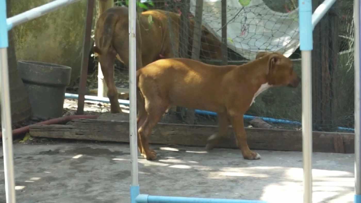 ผวา! สุนัขพิตบูล 2 ตัว หลุดมุดรั้วเข้าไปรุมขย้ำหนุ่ม 17 ปีถึงในบ้าน (คลิป)