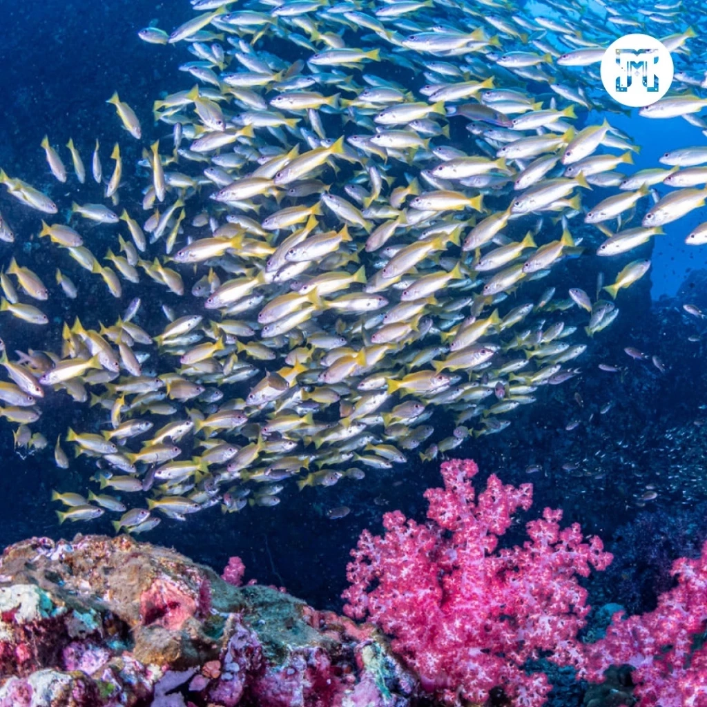 ขอบคุณภาพ จากเพจ The Southern MICE