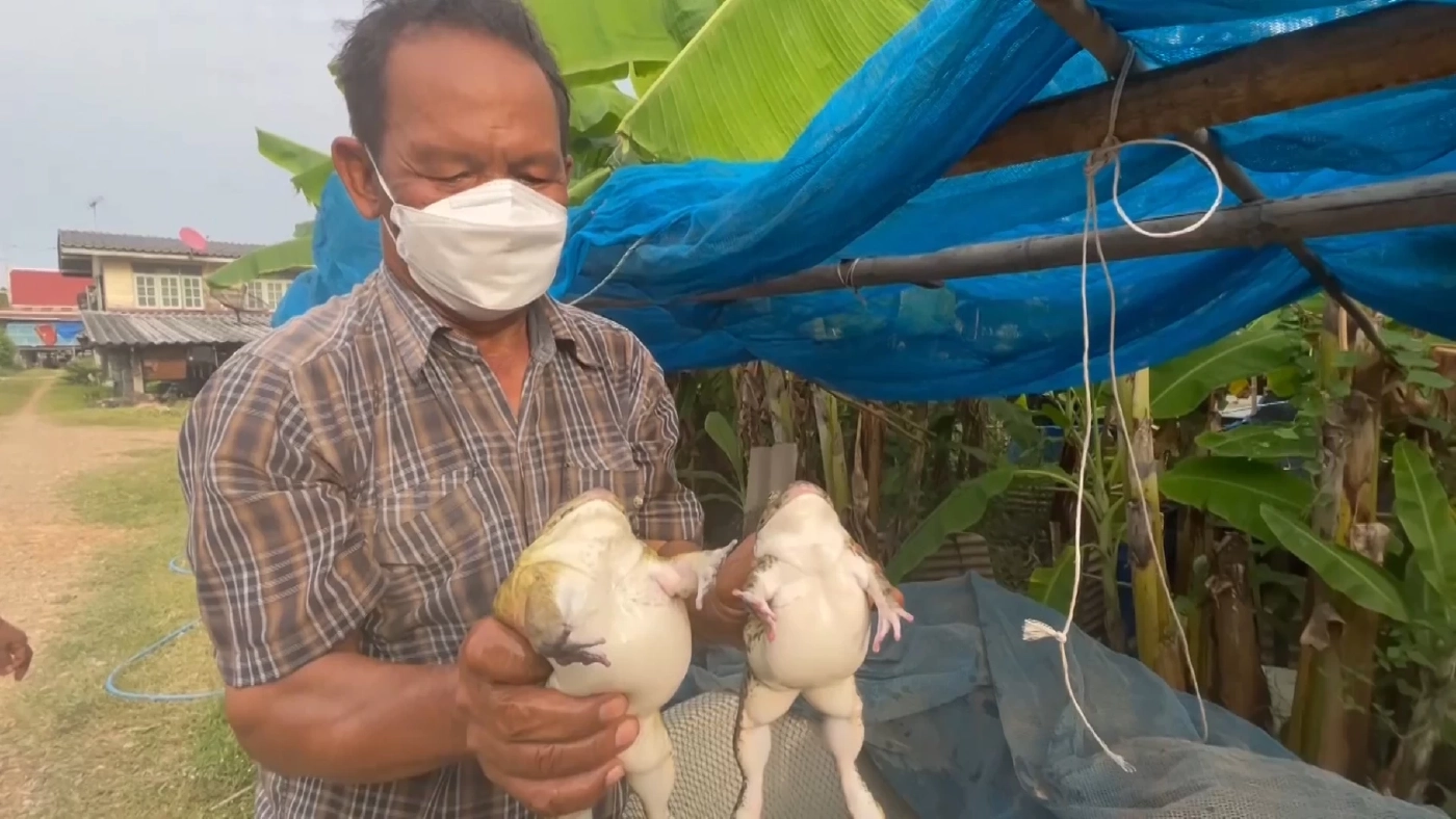 ชายวัย 64 ผันตัวเลี้ยง “กบนา” ขายสร้างรายได้หลักหมื่นต่อเดือน