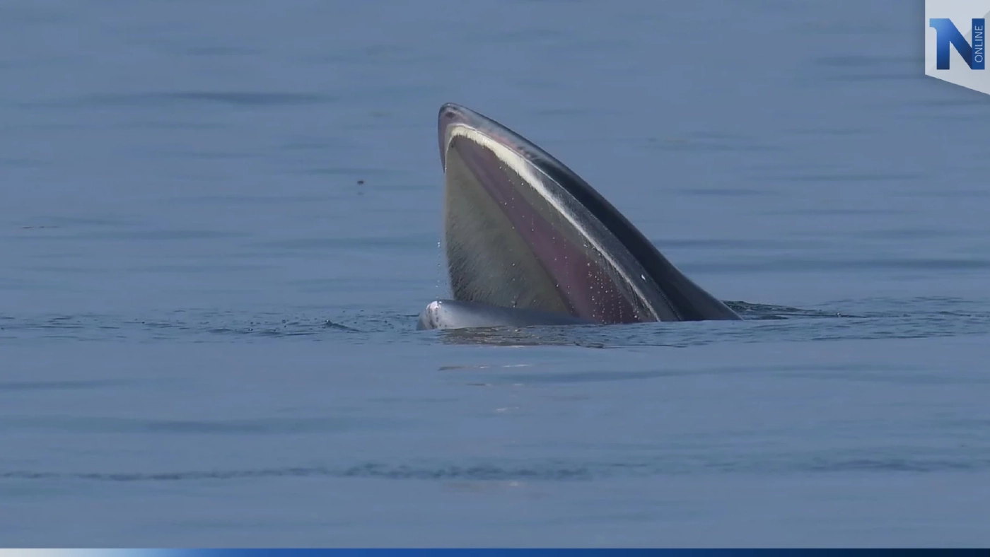 ทช.เผยข่าวดี พบสัตว์ทะเลหายาก 3 ชนิด ที่บริเวณทะเลสมุทรสาคร