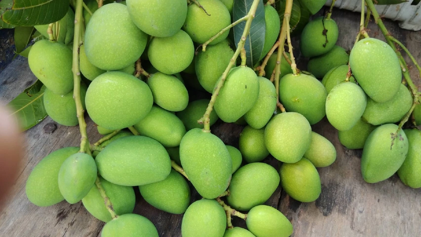 “มะม่วงเบาสงขลา”  ขึ้นทะเบียน GI คุ้มครองสินค้าท้องถิ่น