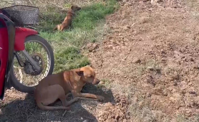 สลด 2 สุนัขนั่งเฝ้าศพเจ้านายริมคลอง หลังจมน้ำดับ