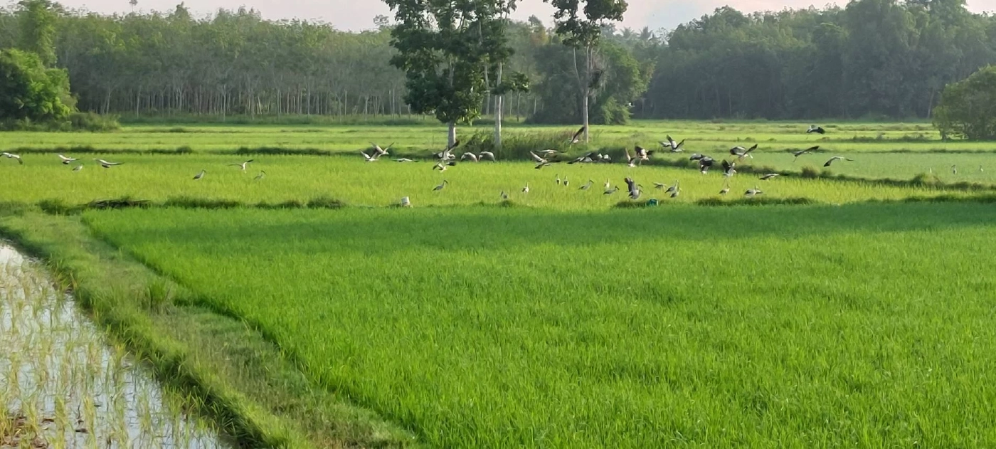 Smart Farmer จ.ปัตตานี โชว์ความสำเร็จสร้างรายได้มั่นคง-ยั่งยืน