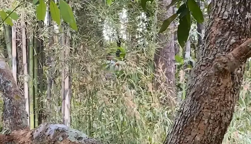 ตำรวจ ปทส. จับนายทุนบุกรุกป่า ขายต่อให้ต่างชาติราคาไร่ละ 1 ล้านบาท