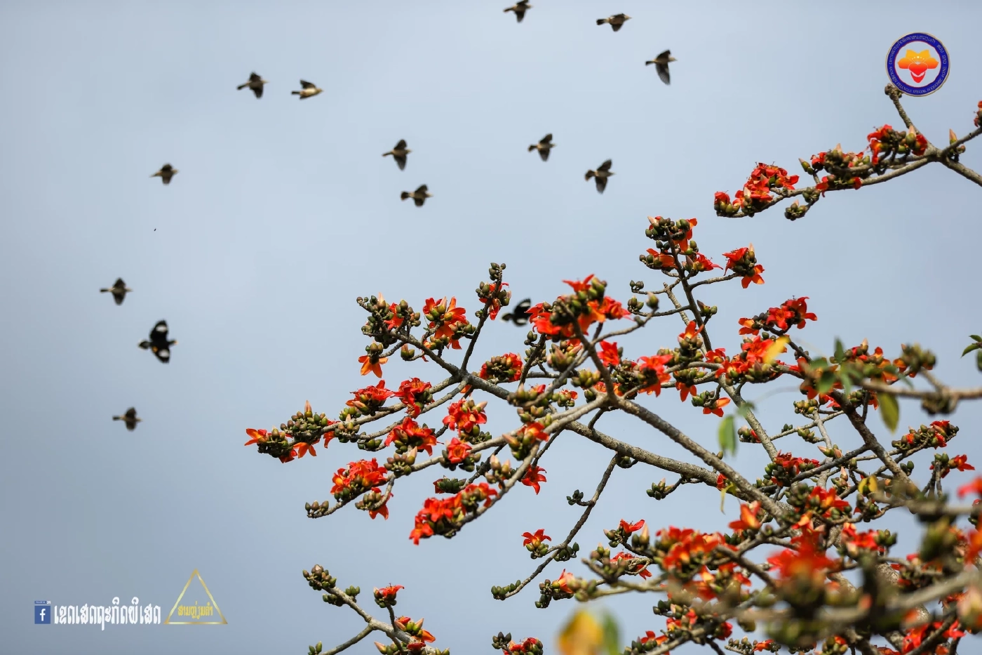 นับถอยหลัง "เทศกาลดอกงิ้วบาน ครั้งที่ 20"  ยิ่งใหญ่กว่าทุกปีที่ผ่านมา