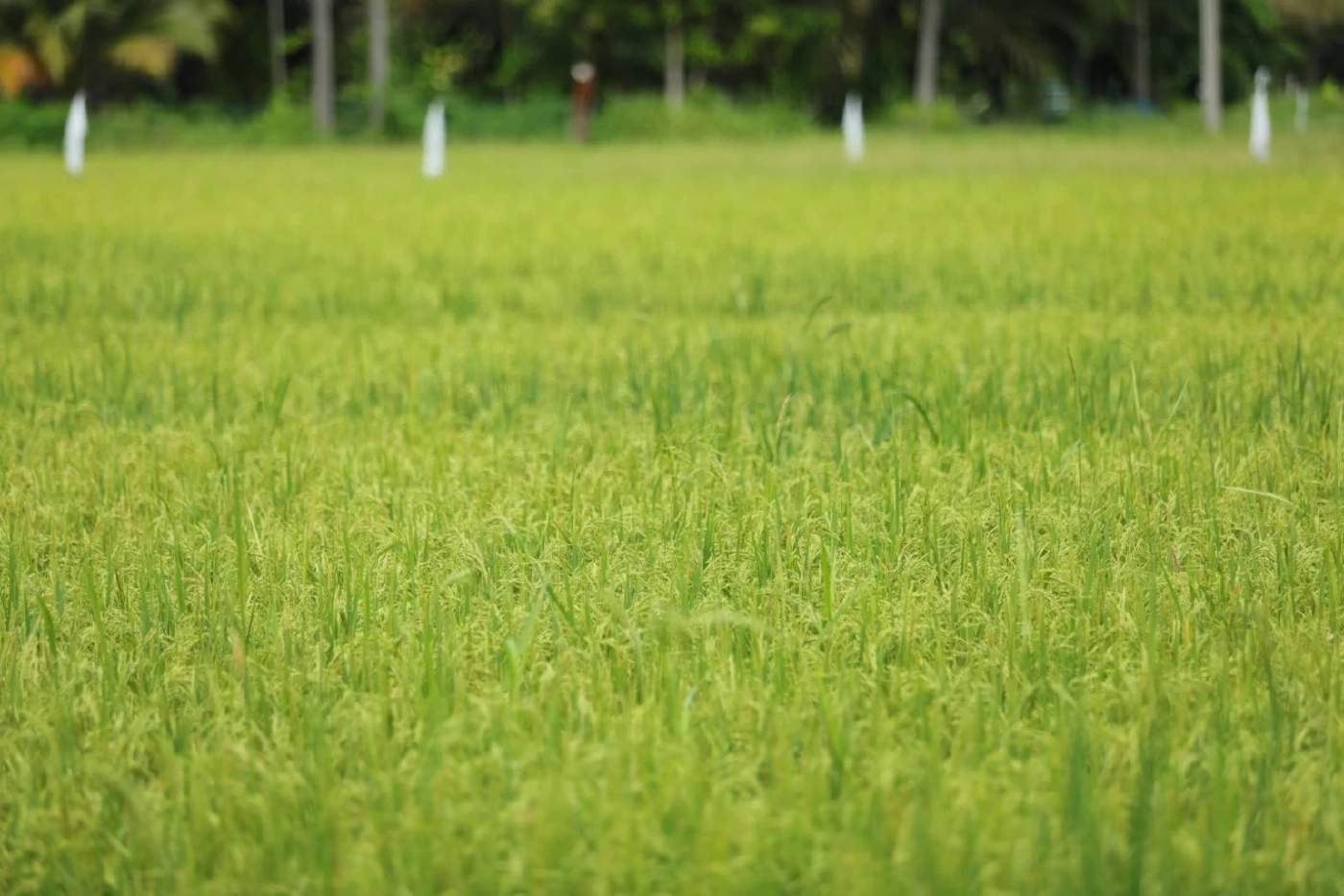 ชาวนาสุราษฎร์ฯประสบความสำเร็จสร้างเมล็ดพันธุ์เพิ่มศักยภาพข้าวไทย