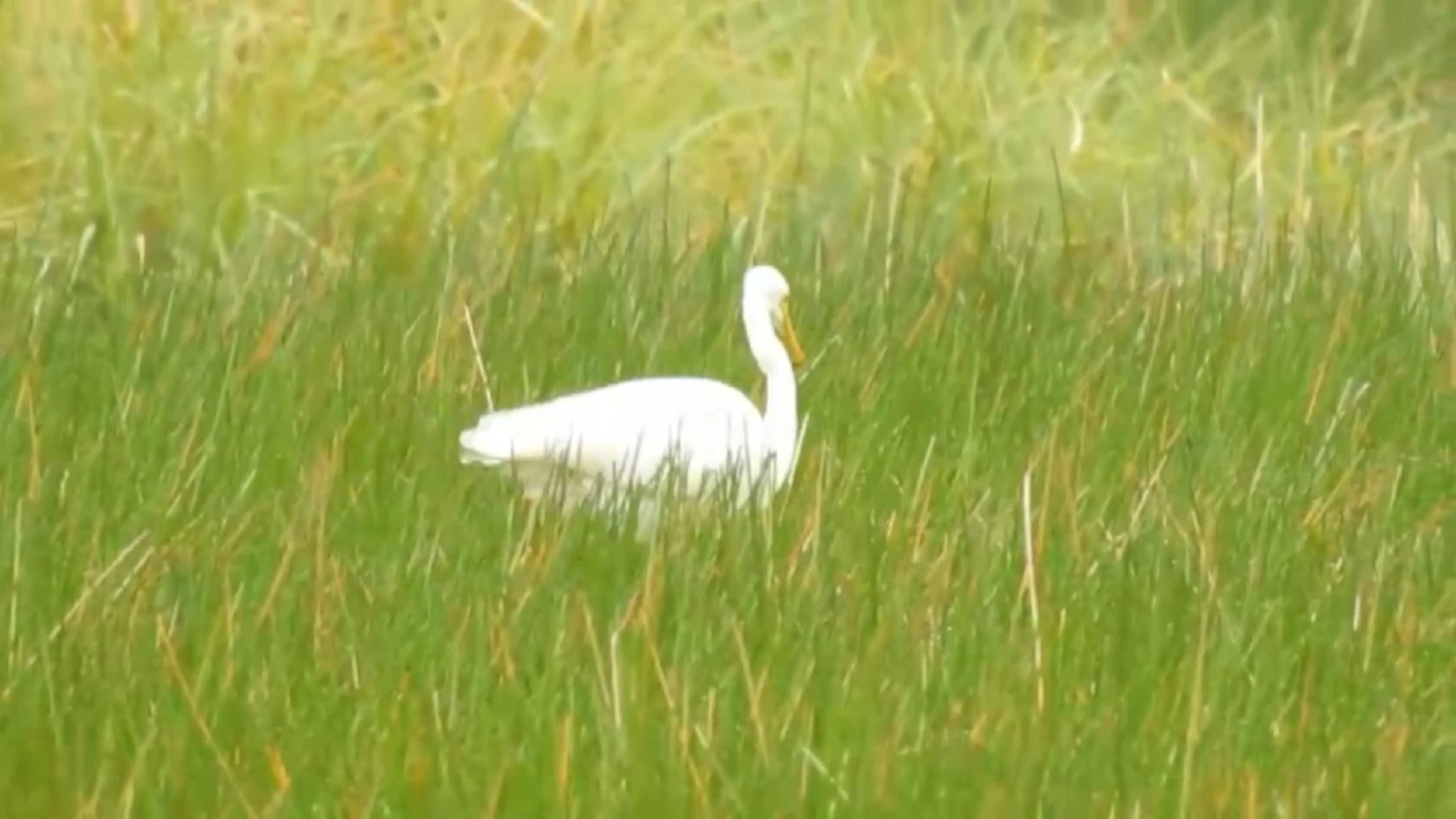 ชวนส่องนกอพยพหนีหนาวมาจากซีกโลกเหนือ ในเขตห้ามล่าสัตว์ป่าฯ