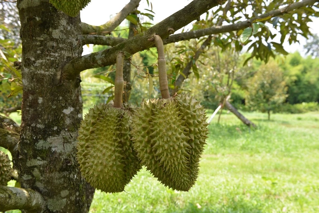 "จุรินทร์" แจ้งข่าวดี ไทยขนส่งผัก-ผลไม้ ผ่านด่าน รถไฟโม่ฮาน ได้ 3 ธ.ค.นี้