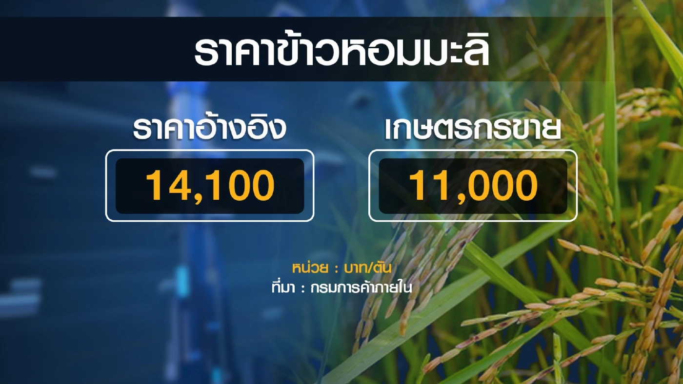 พาณิชย์ ยันราคาข้าวไทยปีนี้ดีกว่าปี 2564 ถึง 43%