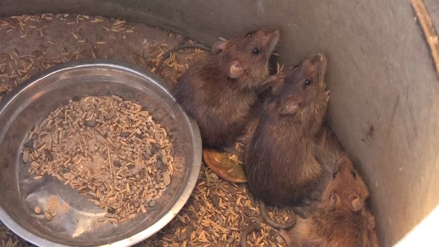 สาวโคราชผันตัวเลี้ยง “หนูนา” ขาย ลูกค้าถูกใจออเดอร์พุ่งรับปีใหม่