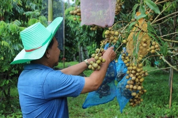 ลุ้นครม.เคาะเงินเยียวยาชาวสวน "ลำไย" หลังปีใหม่