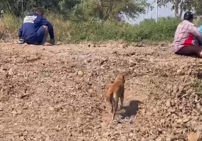 สลด 2 สุนัขนั่งเฝ้าศพเจ้านายริมคลอง หลังจมน้ำดับ