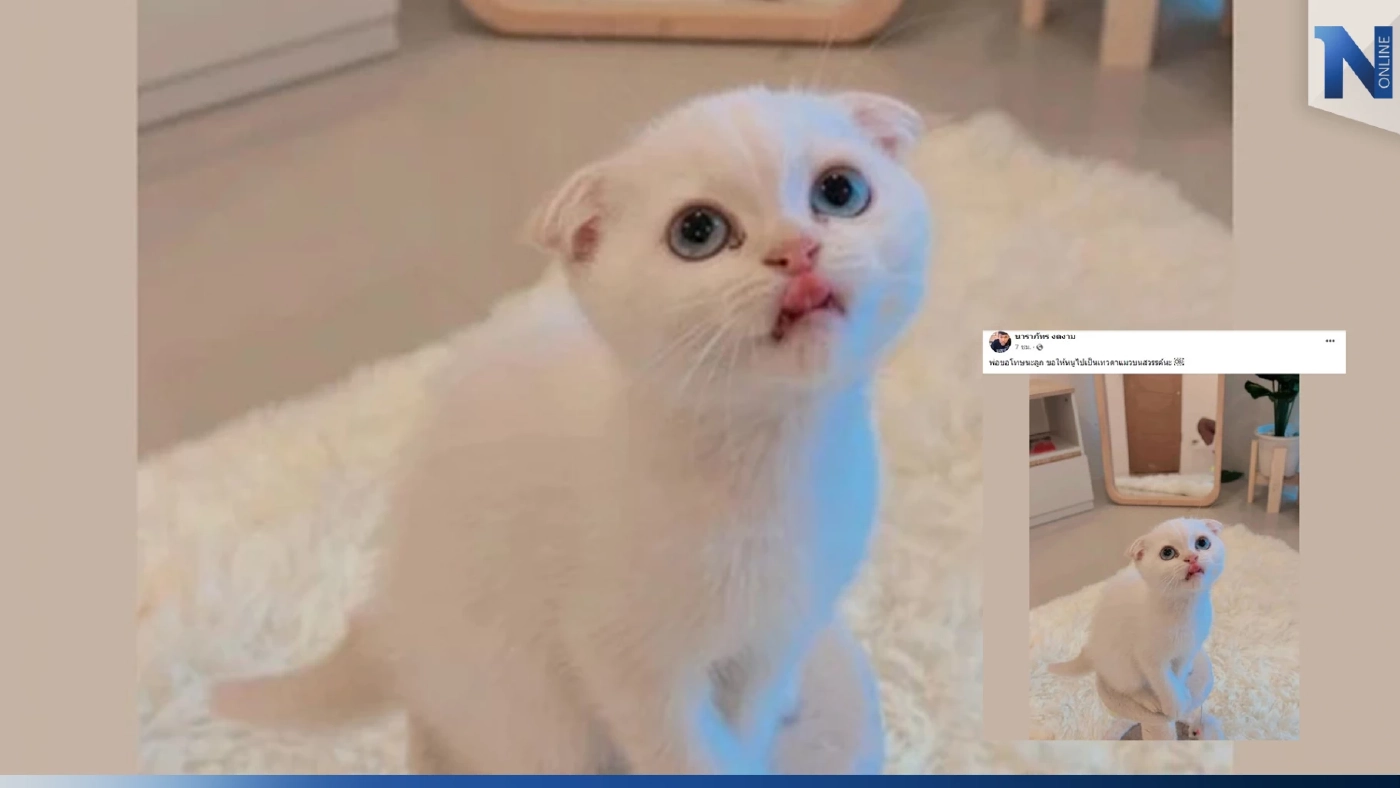 ทาสแมวสุดเศร้า แฟนคลับสุดช็อก หลังทราบข่าว "บักโส" กลับดาวแมวแล้ว 