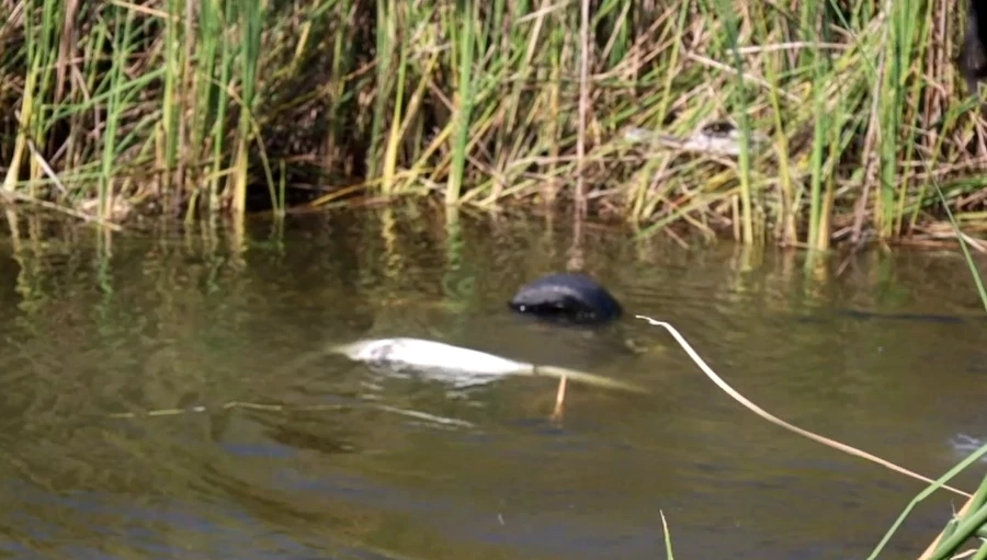 สลด! หนุ่มโรงงานขับเก๋งกลับบ้าน ถูกชนท้ายรถเสียหลักพุ่งตกลงบ่อน้ำดับคารถ