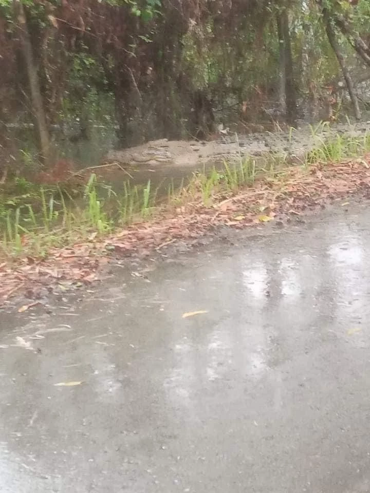 ชาวบ้านตะลึง! ไอ้เข้น้ำเค็มยักษ์โผล่ริมถนนท่าชนะ หลังฝนถล่มหนัก (มีคลิป)