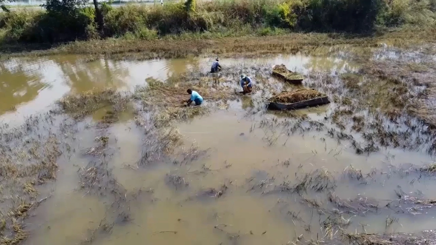 พลิกวิกฤตน้ำท่วม พายเรือเกี่ยวข้าวให้ “เป็ด” กิน ช่วยลดต้นทุนอาหาร