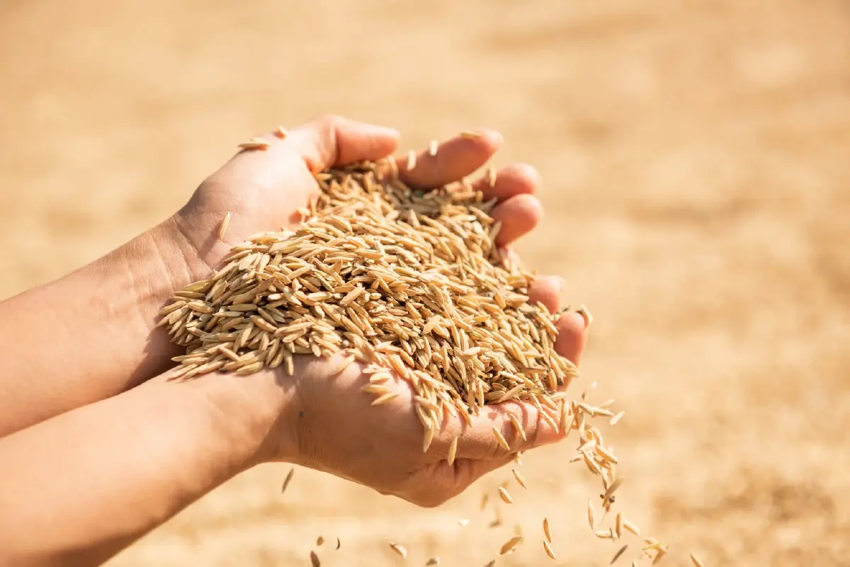 กรมข้าว "ทุ่มงบ 1.2 พันล้าน" ผลิตเมล็ดพันธุ์ข้าวคุณภาพ กระจายสู่มือชาวนา