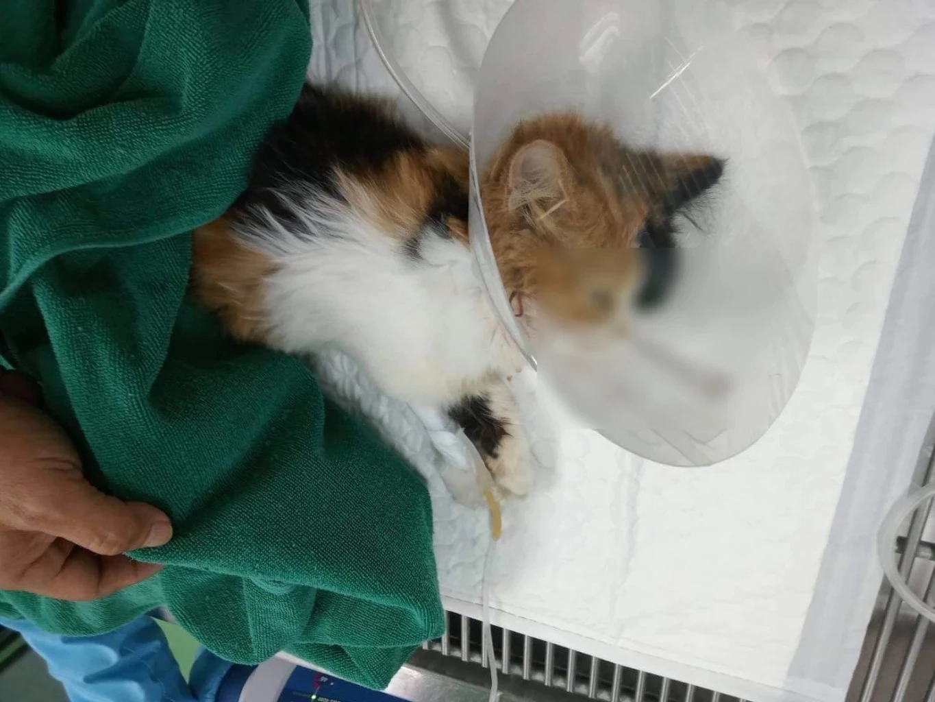 น้องแมวที่ถูกทำร้าย