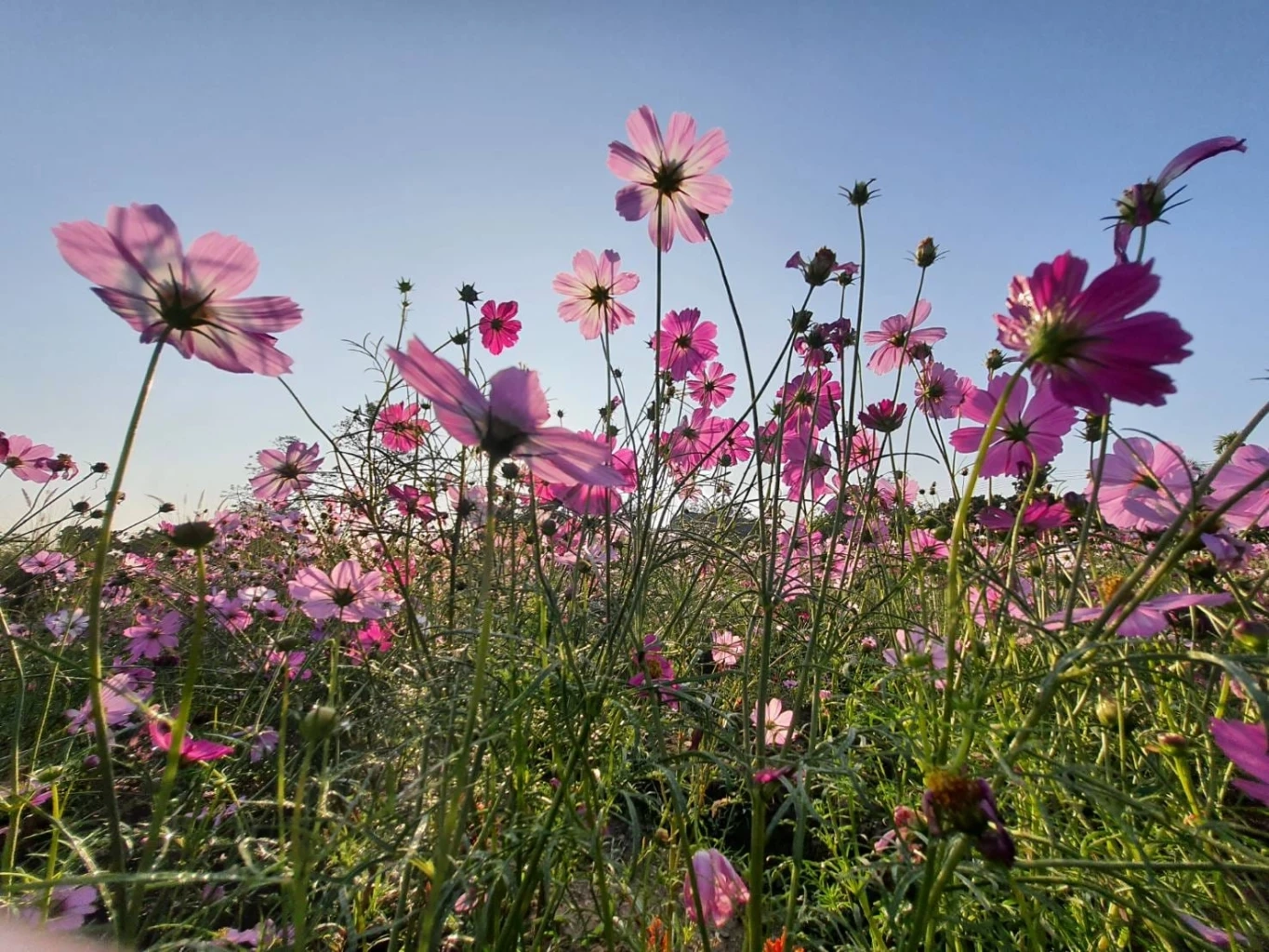 สวนลุงรน