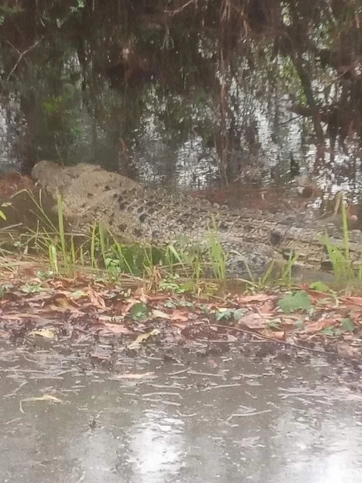 ชาวบ้านตะลึง! ไอ้เข้น้ำเค็มยักษ์โผล่ริมถนนท่าชนะ หลังฝนถล่มหนัก (มีคลิป)
