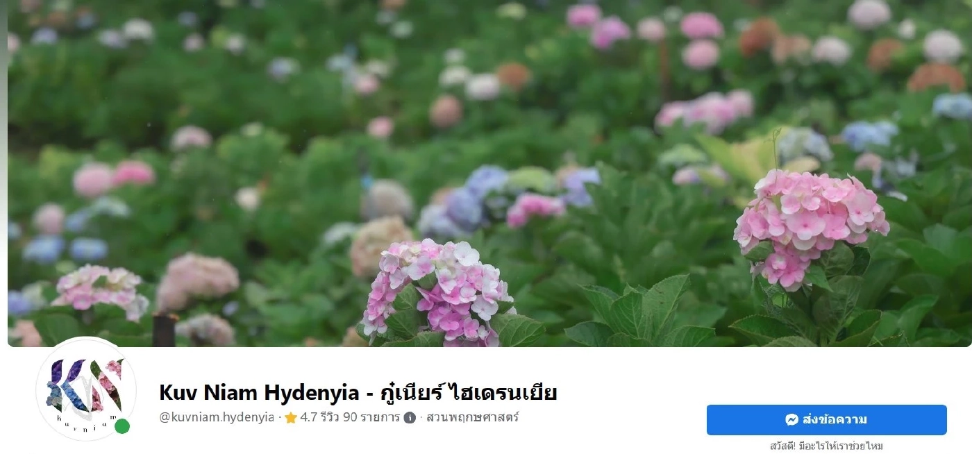 Kuv Niam Hydenyia กู๋เนียร์ ไฮเดรนเยีย