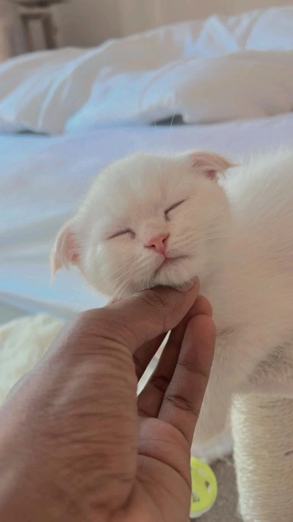 ทาสแมวสุดเศร้า แฟนคลับสุดช็อก หลังทราบข่าว "บักโส" กลับดาวแมวแล้ว 