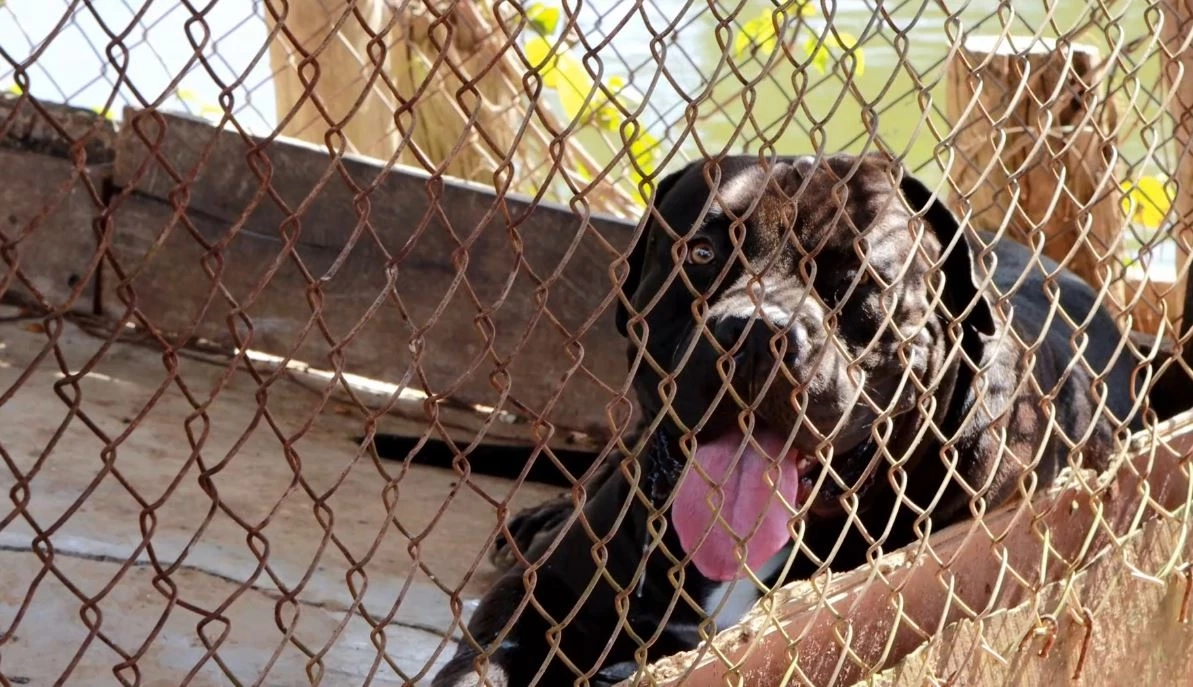 คว้าน้ำเหลว! ตร.บุกจับพ่อค้ายา เจอปล่อยสุนัขพิตบูลขวาง ก่อนขับสปีดโบ๊ทหนี