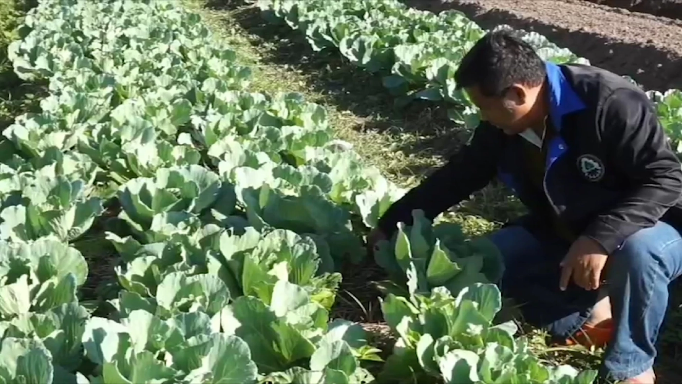 สวนผักเกษตรอินทรีย์ผลผลิตดี ซื้อง่าย-ขายคล่อง