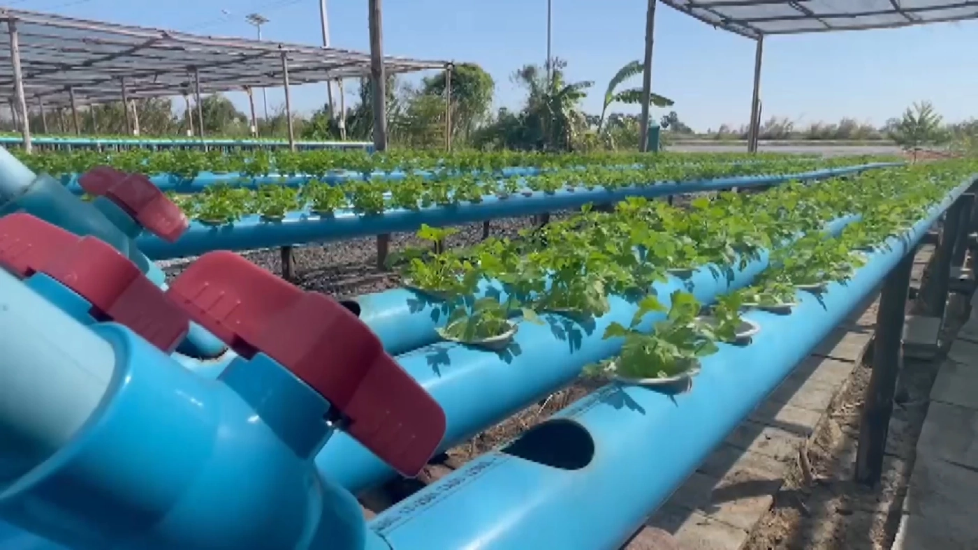 หนุ่มทดลองปลูก “ตั้งโอ๋” ไฮโดรโปนิกส์ ลองผิดลองถูกจนสำเร็จสร้างรายได้