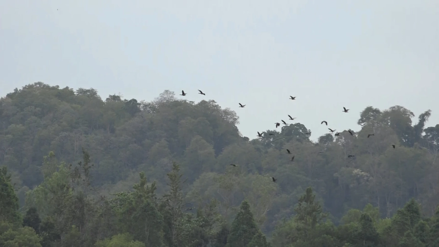 ชวนส่องนกอพยพหนีหนาวมาจากซีกโลกเหนือ ในเขตห้ามล่าสัตว์ป่าฯ