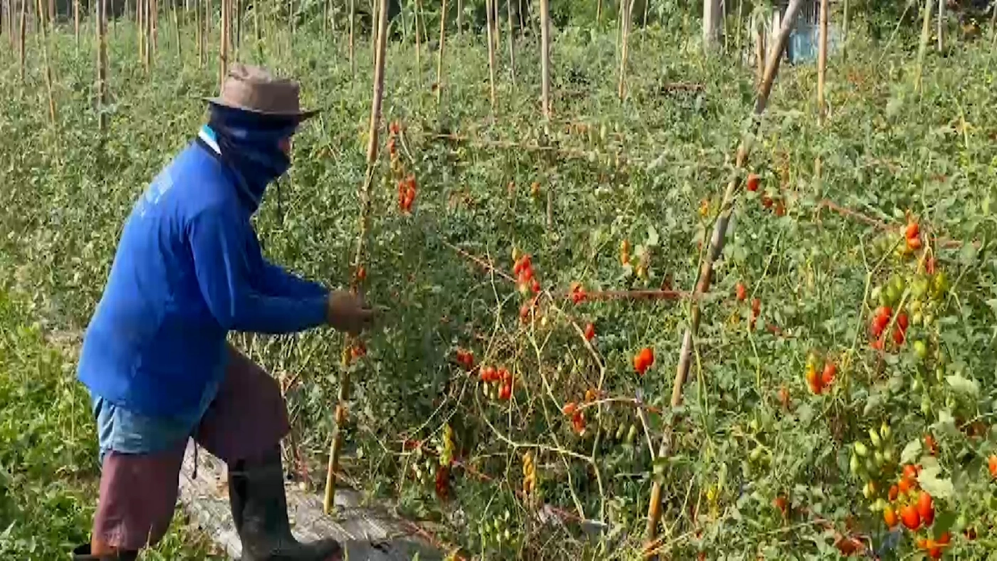 อดีตสาวโรงงานปลื้ม หลังผันตัวปลูกมะเขือเทศราชินี สวนผสมขายสร้างรายได้งาม