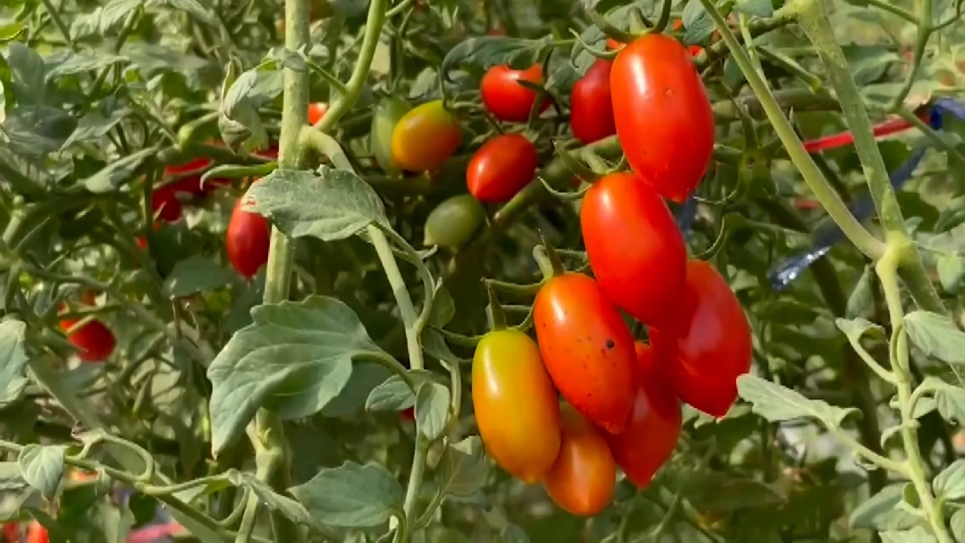 อดีตสาวโรงงานปลื้ม หลังผันตัวปลูกมะเขือเทศราชินี สวนผสมขายสร้างรายได้งาม