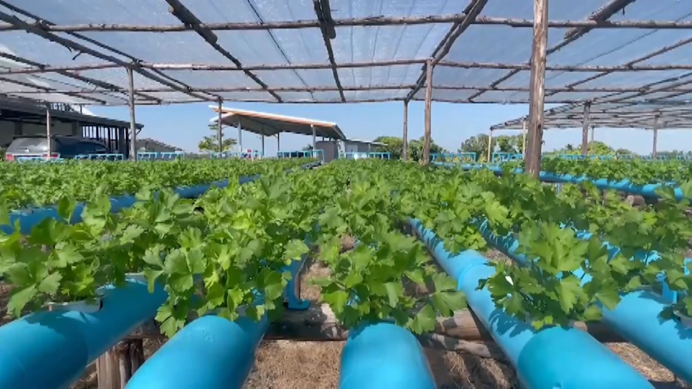 หนุ่มทดลองปลูก “ตั้งโอ๋” ไฮโดรโปนิกส์ ลองผิดลองถูกจนสำเร็จสร้างรายได้