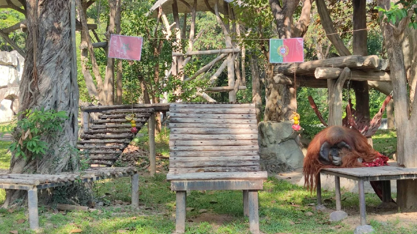 สวนสัตว์เชียงใหม่ จัดกิจกรรมส่งเสริมพฤติกรรมสัตว์ โดยใช้ฟุตบอลโลก 2022 เป็นสื่อกลาง